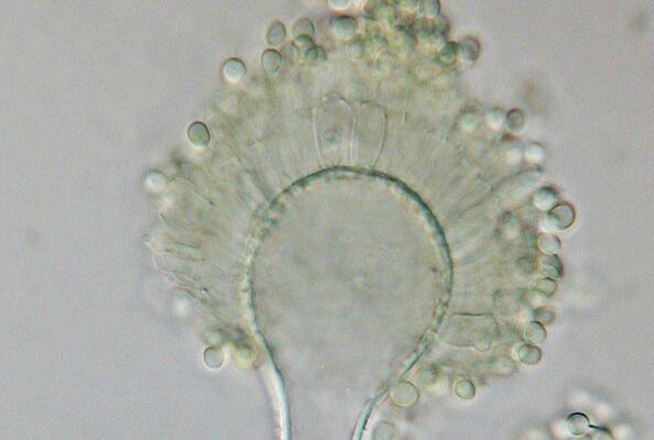 Utilizing nanobodies for detecting aflatoxins is an extremely effective strategy and too