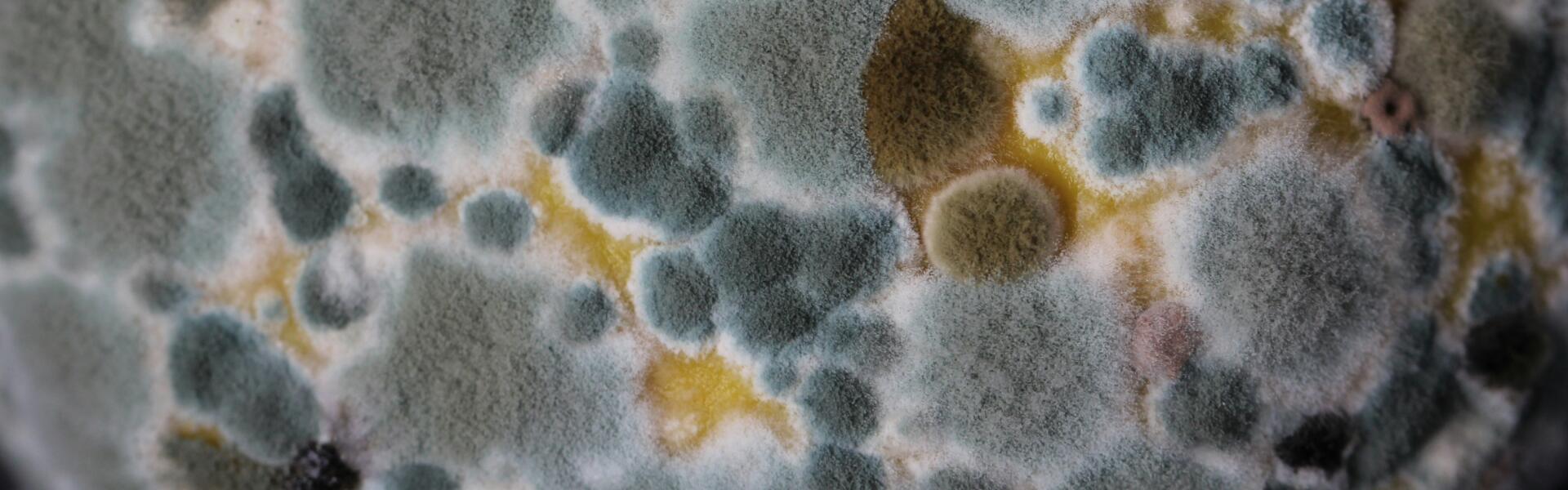 Utilizing nanobodies for detecting aflatoxins is an extremely effective strategy and too