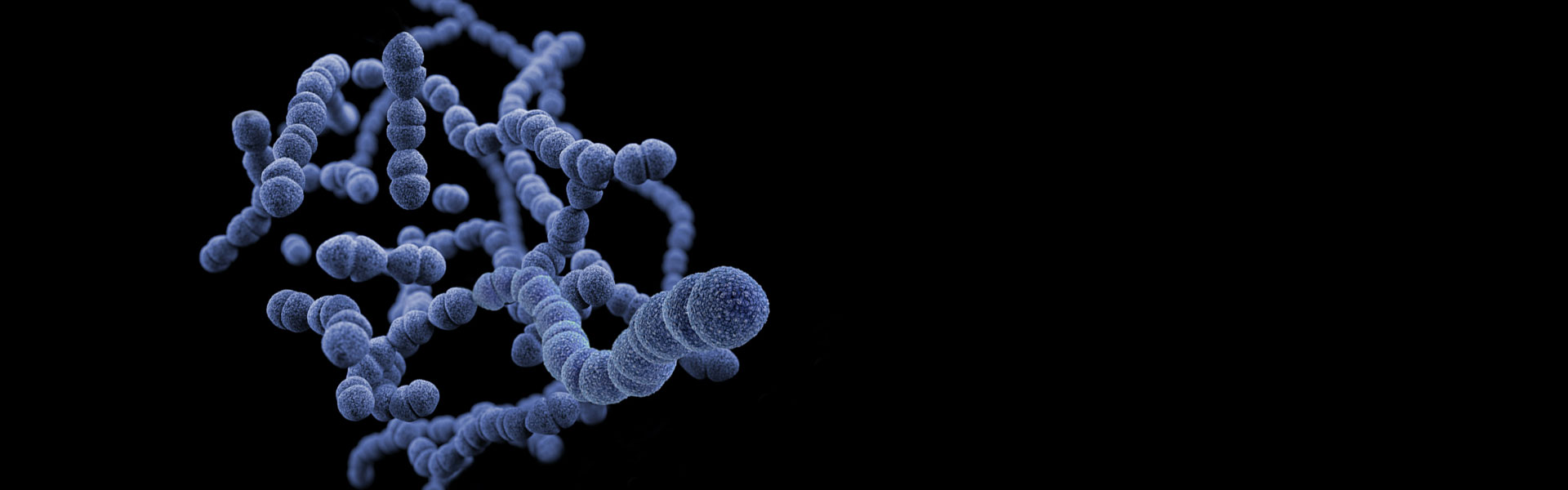 E. coli display platform
