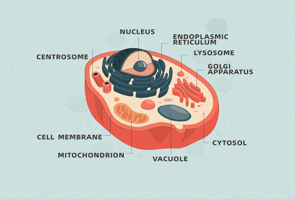 Mammal display platform