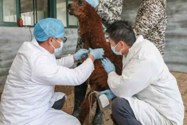 Alpaca immunization