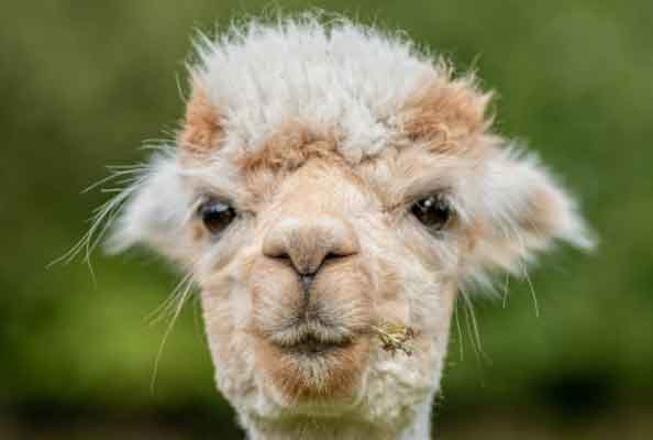 Major Risks of Secondary Immunization in Alpacas: A Special Topic on Nanobody Development
