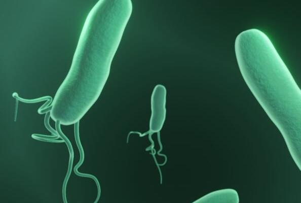 Future Prospects of Nanobody Drugs for Helicobacter pylori