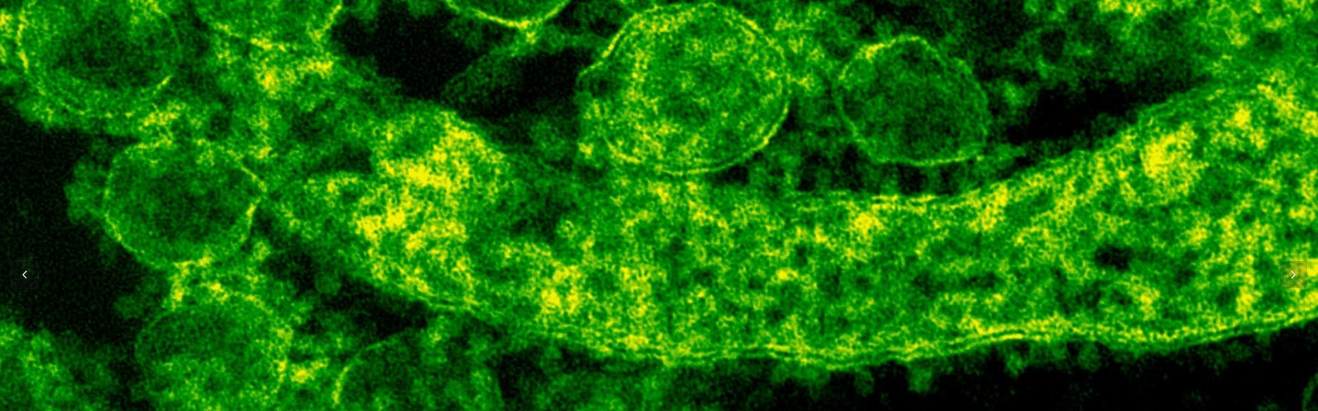 Can This Virus Actually Have Anti-Cancer Effects?