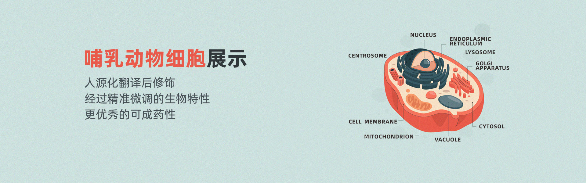 The all-round tool for antibody discovery: The mammalian cell display technology