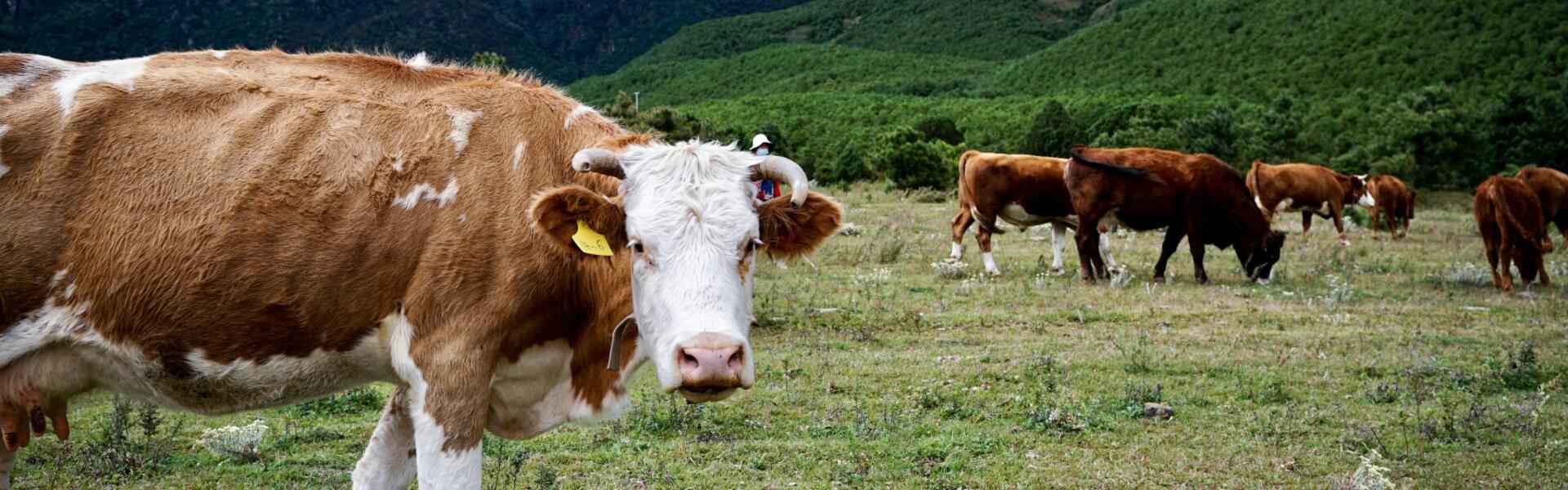 Application Research of Nanobodies in Animal Husbandry