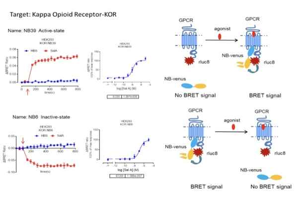 Antibody Labeling and Modification