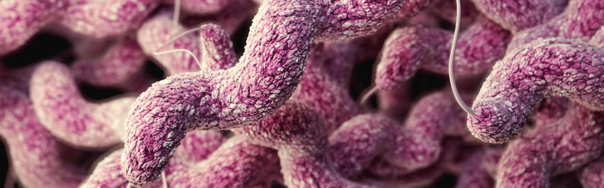 Future Prospects of Nanobody Drugs for Helicobacter pylori