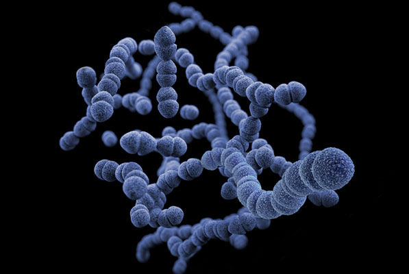 E. coli display platform