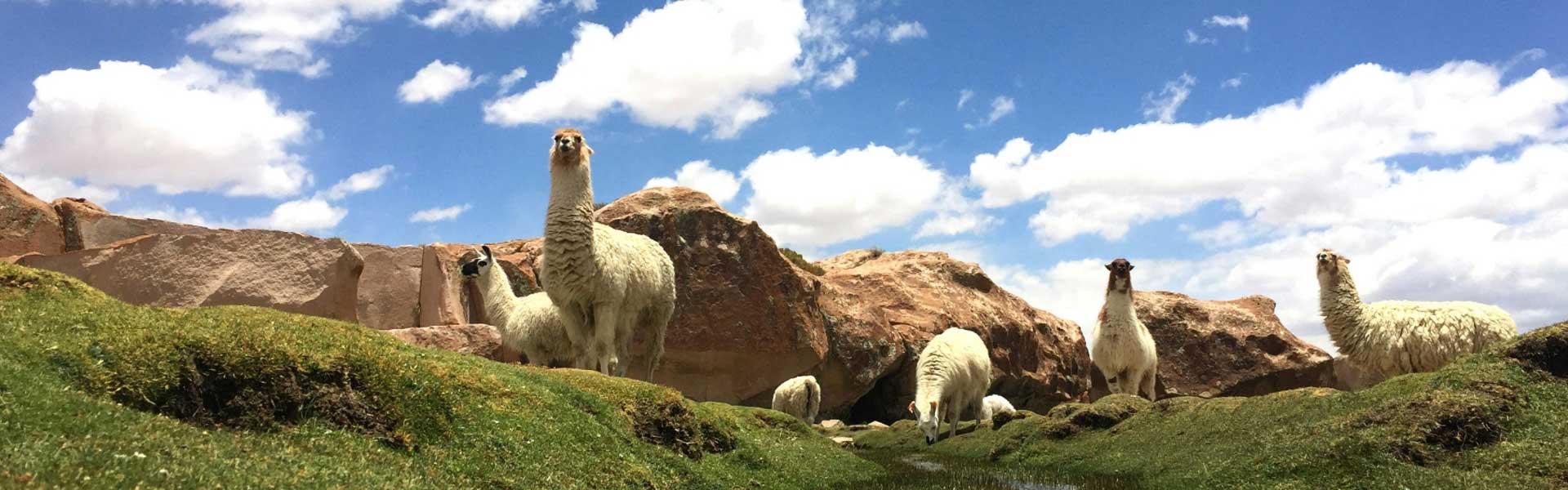 Major Risks of Secondary Immunization in Alpacas: A Special Topic on Nanobody Development