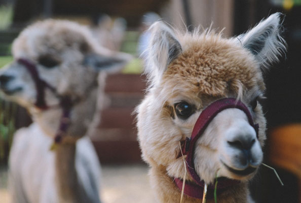 Ensuring Fresh Water Supply: Naboo Life Tech Builds a Safe Environment for Alpaca Immunization