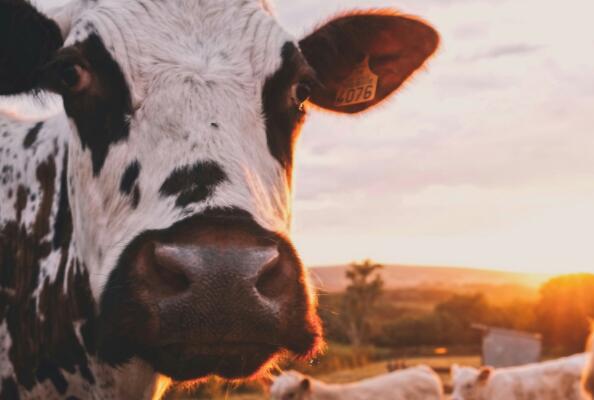 Application Research of Nanobodies in Animal Husbandry