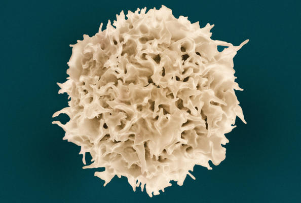 Nanobody-Based Trispecific NK Cell Engager: A Groundbreaking Study in T-Cell Malignancy Treatment