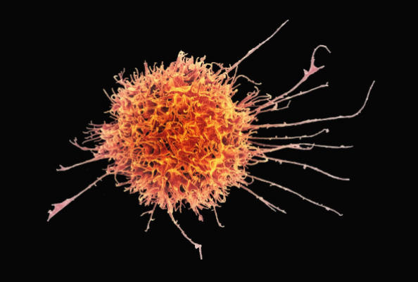 Off-the-Shelf Nanobody Immune Library Empowers Anti-Cancer Therapy: CD7 and Immune Cell Targeting