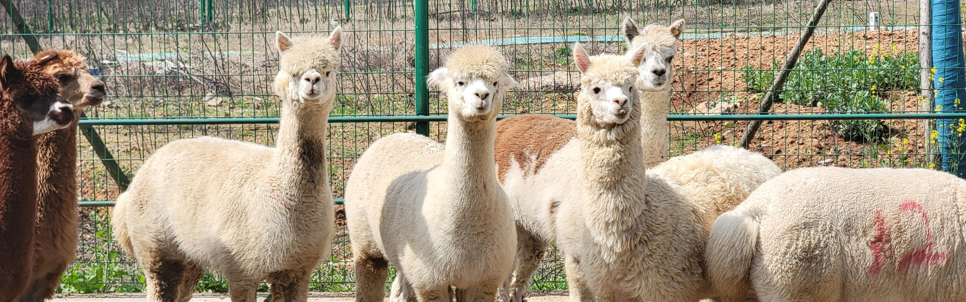 Nanobody immunology expert Jo Van Ginderachter joins Xi’an Jiaotong University.