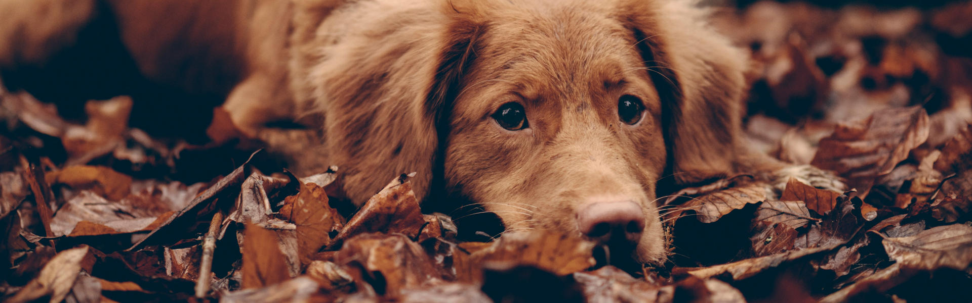 Nanobody-Powered Canine Cancer Immunotherapy Ushers in a New Era for Companion Animal Health