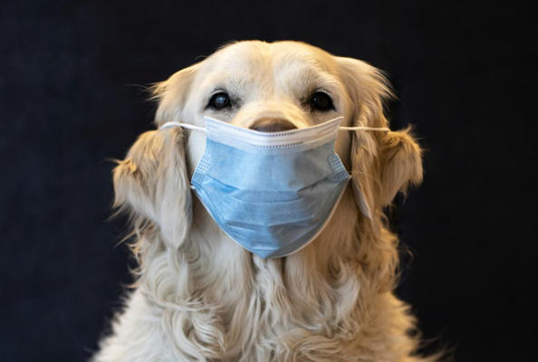 Nanobody-Powered Canine Cancer Immunotherapy Ushers in a New Era for Companion Animal Health