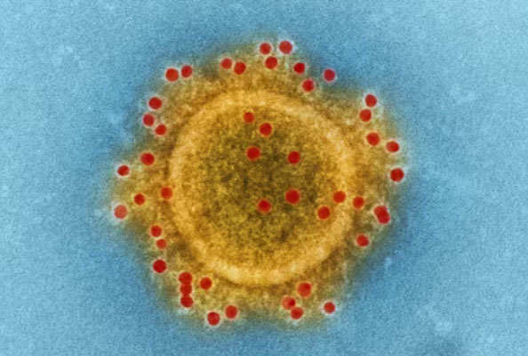 Nanobodies: A New Era of Broad-Spectrum Combat Against Coronaviruses