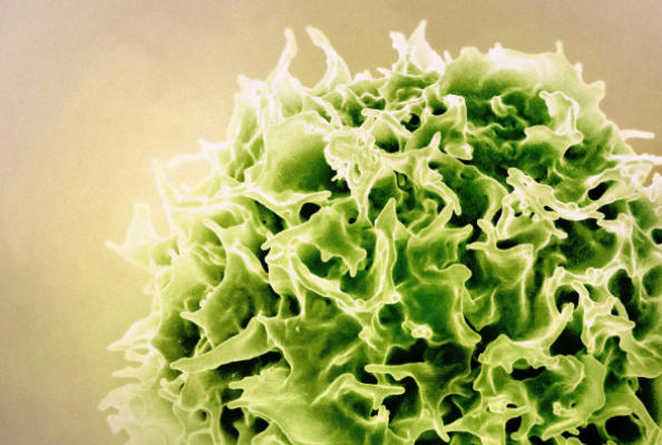 NBLST Immune Library: Facilitating CD5 Therapeutic Drug Research