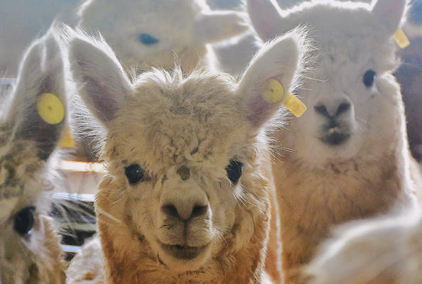 Nanobody immunology expert Jo Van Ginderachter joins Xi’an Jiaotong University.