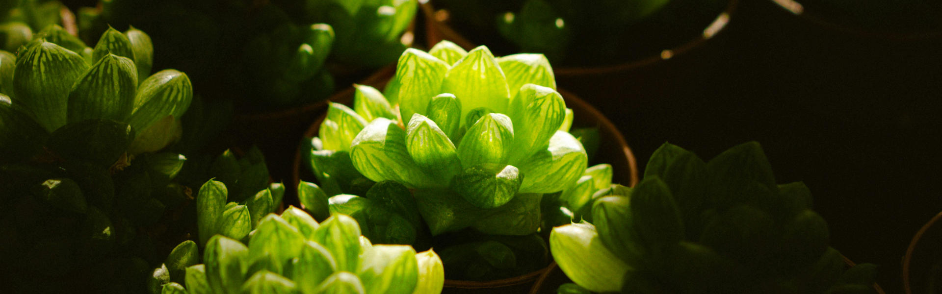 ALFA Nanobody System Breaks Barriers in Plant Research, Ushering in a New Era of Protein Tagging