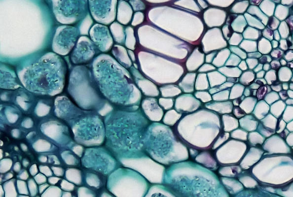 ALFA Nanobody System Breaks Barriers in Plant Research, Ushering in a New Era of Protein Tagging