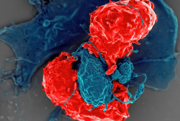 CD8: The Core Engine Driving Precision Immunotherapy