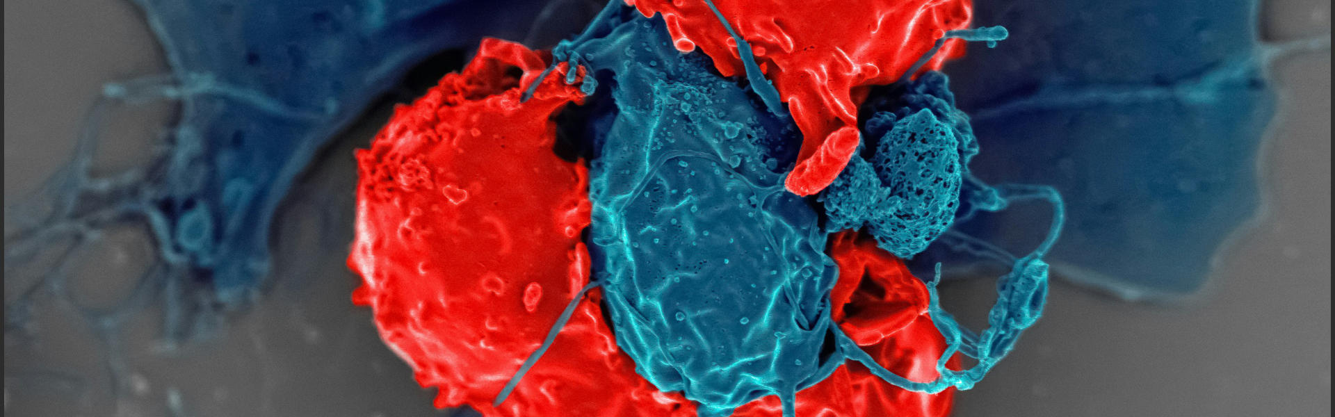 CD8: The Core Engine Driving Precision Immunotherapy