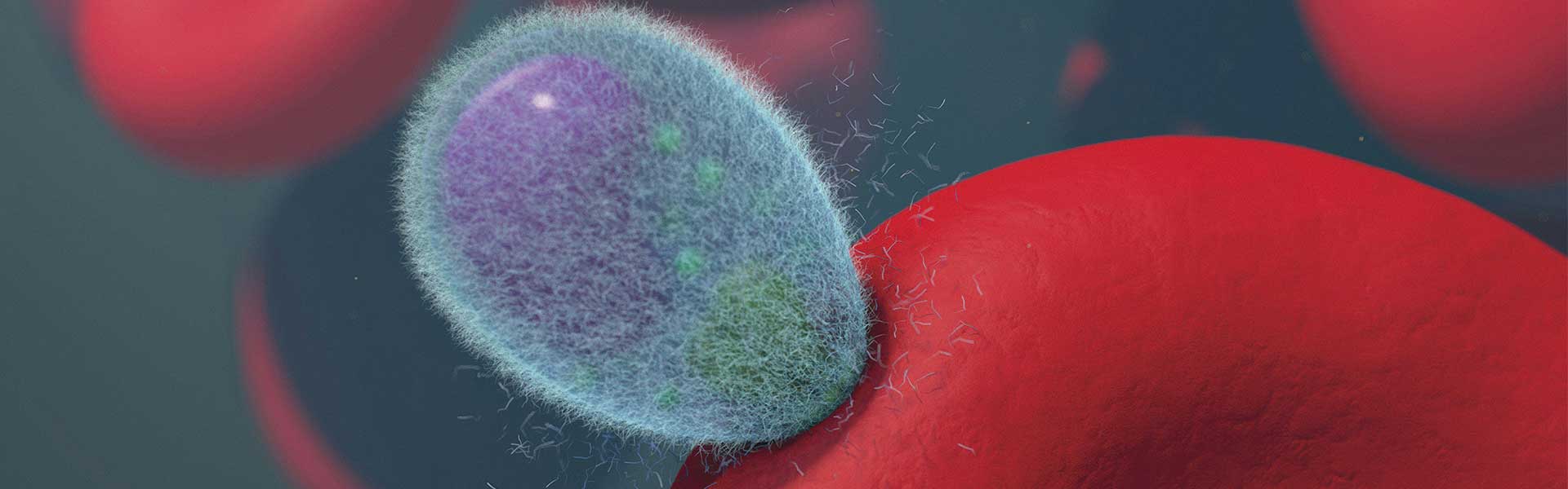 The precise biological control mechanism for interrupting the transmission of malaria