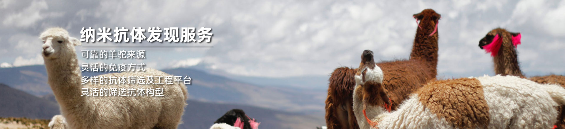 可靠的羊驼来源 灵活的免疫方式  多样的抗体筛选及工程平台  灵活的筛选抗体构型