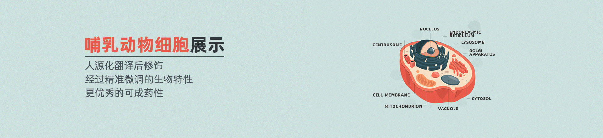 人源化翻译后修饰， 经过精准微调的生物特性，更优秀的可成药性