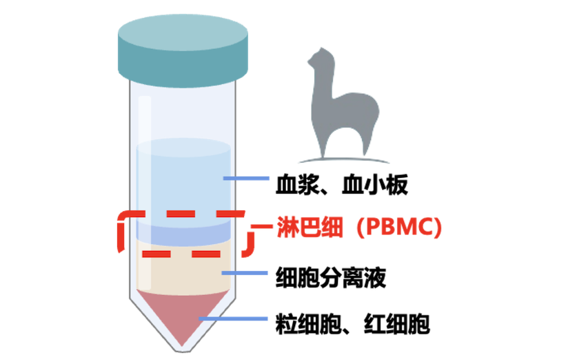 Naive Alpaca-Derived Products