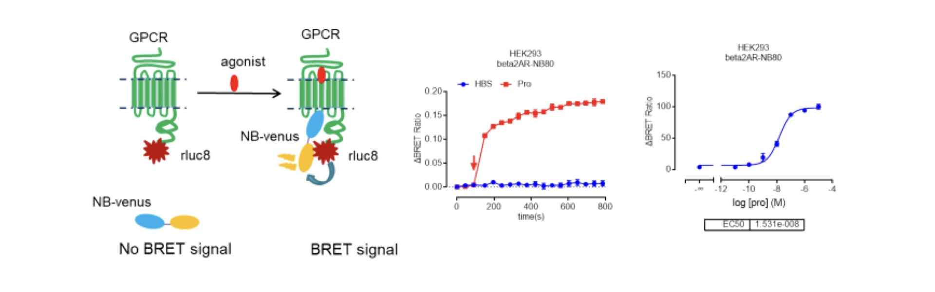 Antibody Labeling and Modification