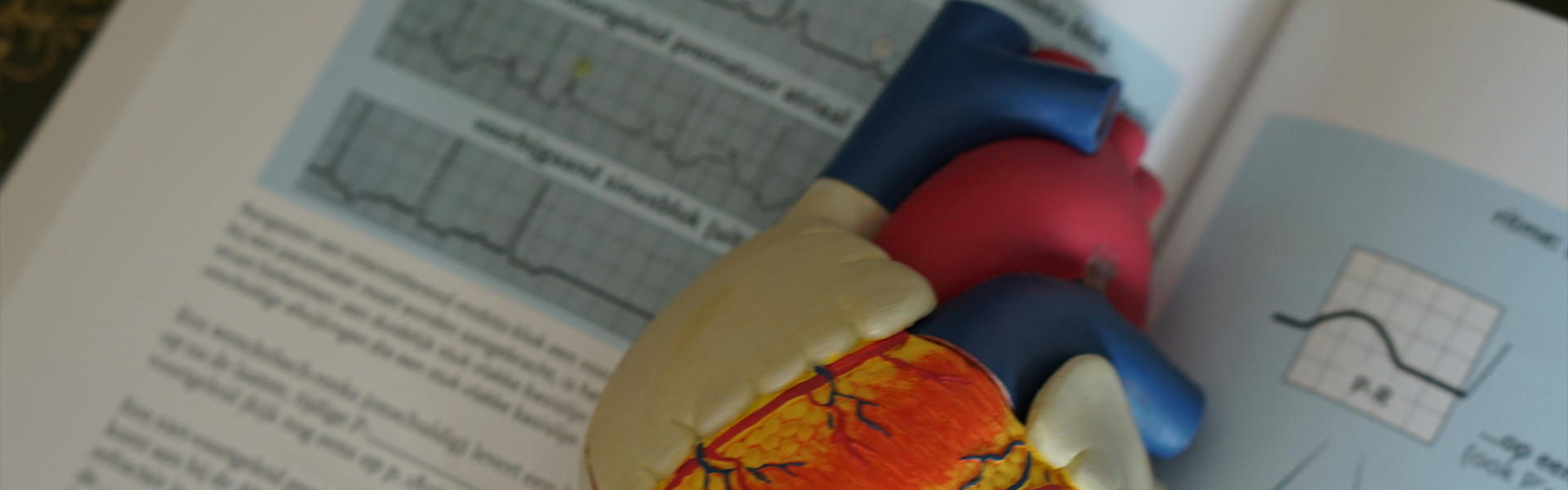 New Hope for Bradycardia: Nanobody Agonist NB5 Elevates Pacing Rate in Human Cardiomyocytes