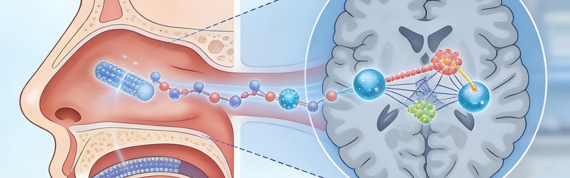 Disruptive Breakthrough: Intranasal Nanobody Delivery Opens New Pathways for Depression Therapy