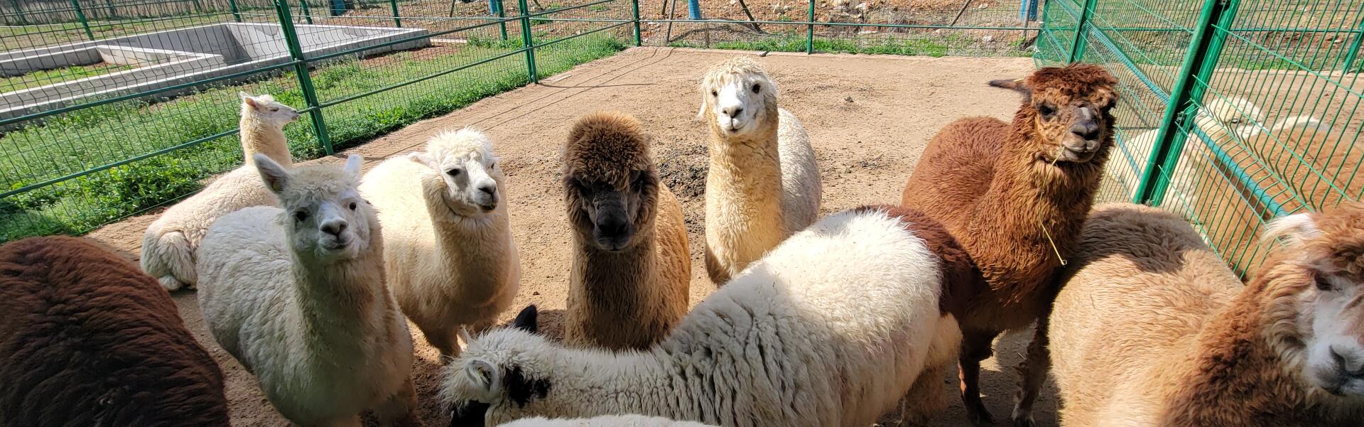 At NBLST: Immerse Yourself in Feeding Alpacas