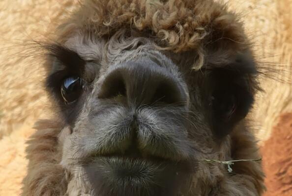 At NBLST: Immerse Yourself in Feeding Alpacas
