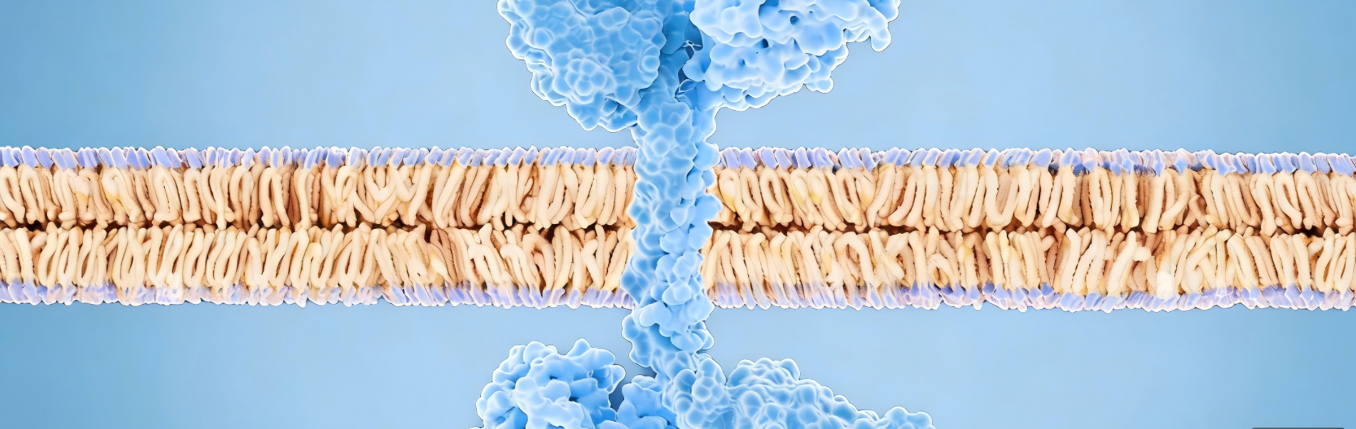 HDM2024 IND Approval: EGFR/HER3 Synergy Against Solid Tumor Resistance