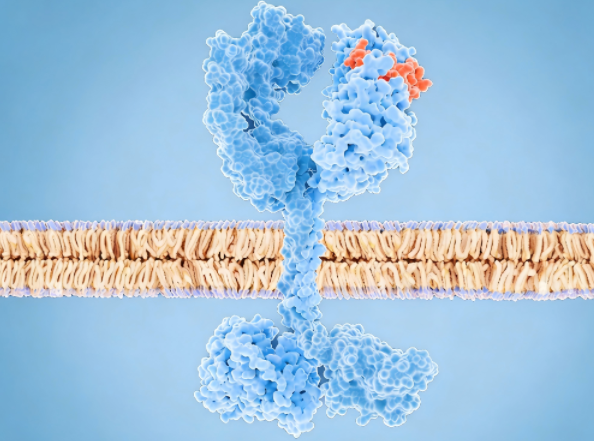 HDM2024 IND Approval: EGFR/HER3 Synergy Against Solid Tumor Resistance