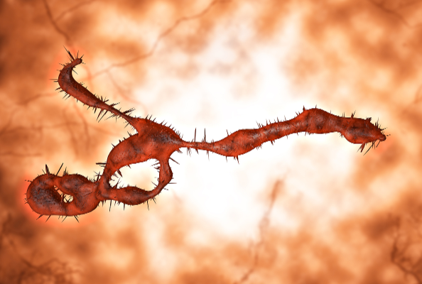 Ebola Treatment Breakthrough: Nanobodies as Promising Broad-Spectrum Antivirals