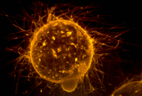 Frontier Breakthrough: Nanobodies Revolutionize Bispecific T-Cell Tumor Immunotherapy